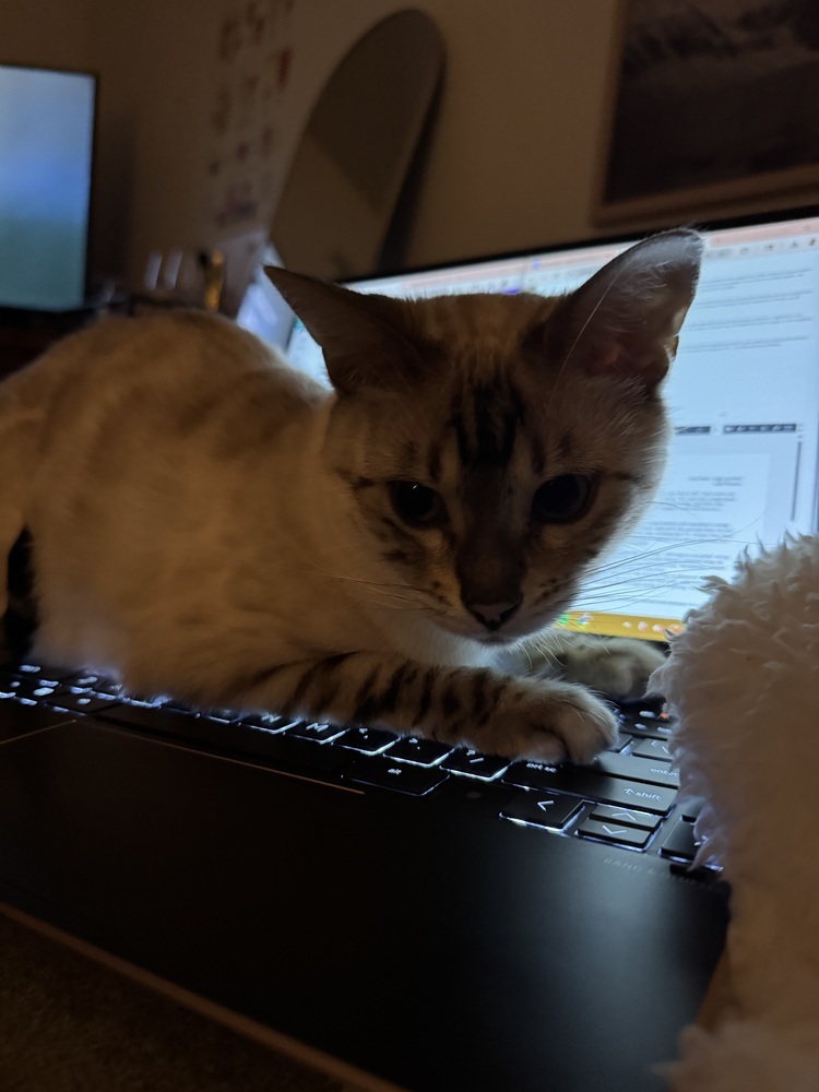 Karat, an adoptable Bengal in Fort collins, CO, 80526 | Photo Image 6