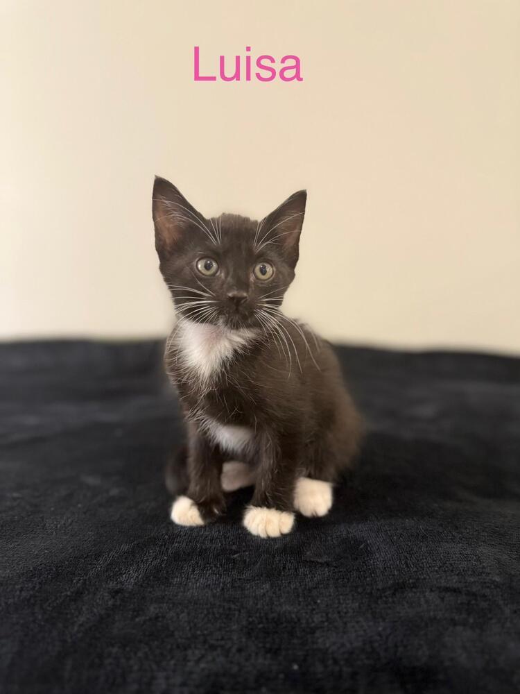 Luisa