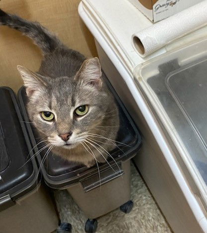 Antonio (Teddy Bear)