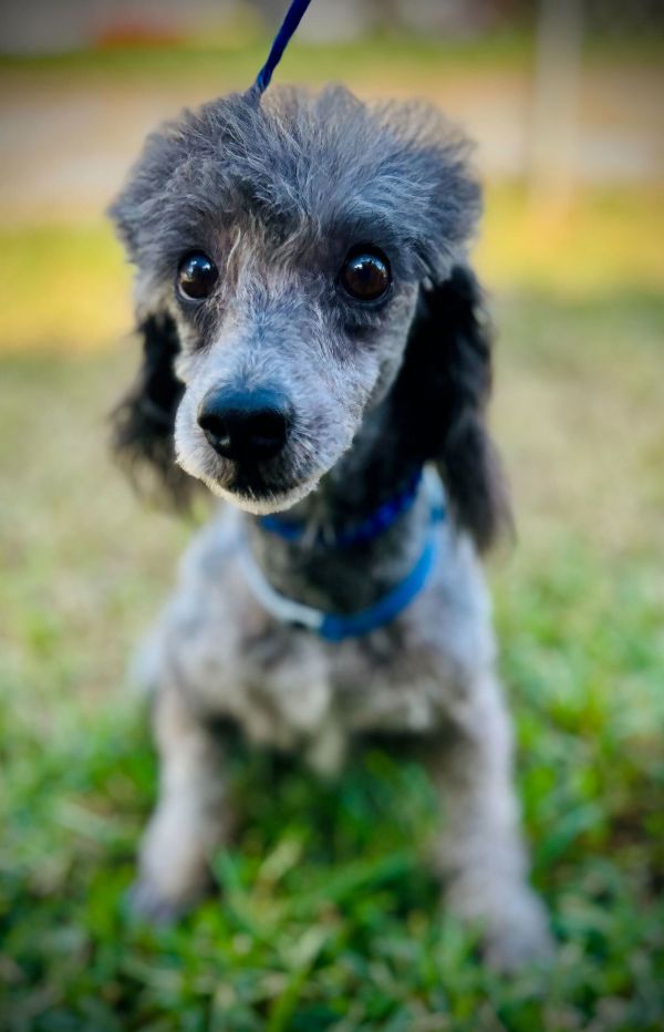 Bullet Sep thumbnail 2