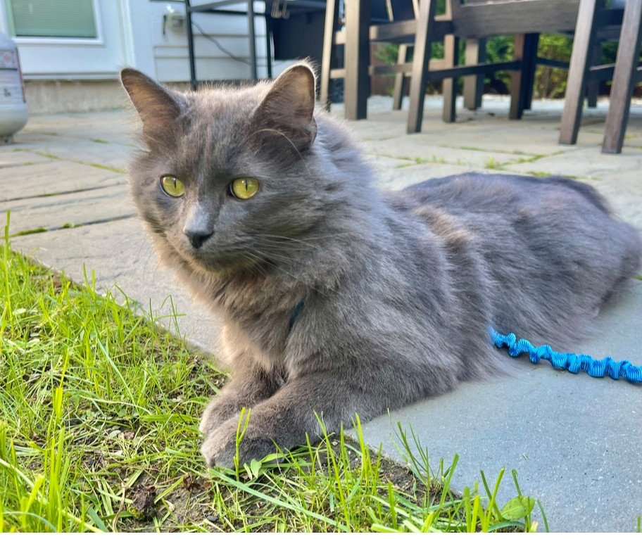 Nimbus, an adoptable Domestic Long Hair, Nebelung in Chicago, IL, 60609 | Photo Image 1