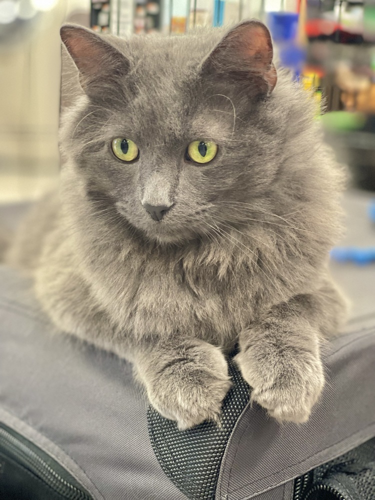 Nimbus, an adoptable Domestic Long Hair, Nebelung in Chicago, IL, 60609 | Photo Image 2