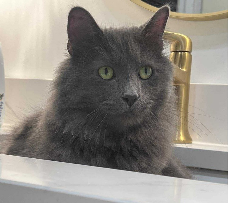 Nimbus, an adoptable Domestic Long Hair, Nebelung in Chicago, IL, 60609 | Photo Image 3