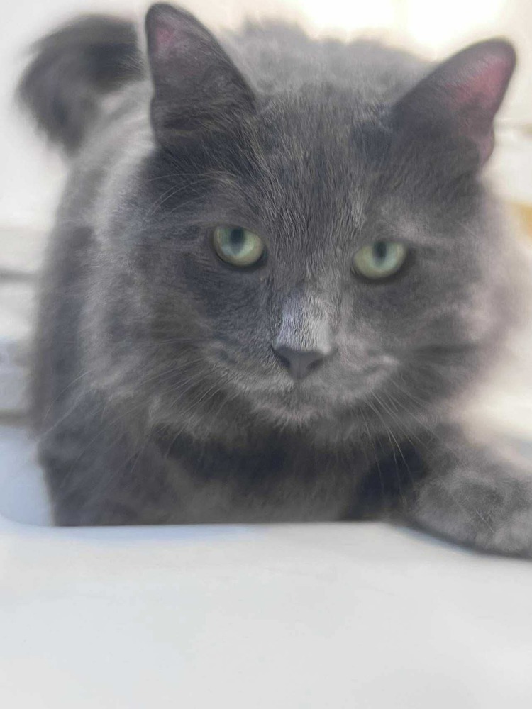 Nimbus, an adoptable Domestic Long Hair, Nebelung in Chicago, IL, 60609 | Photo Image 4