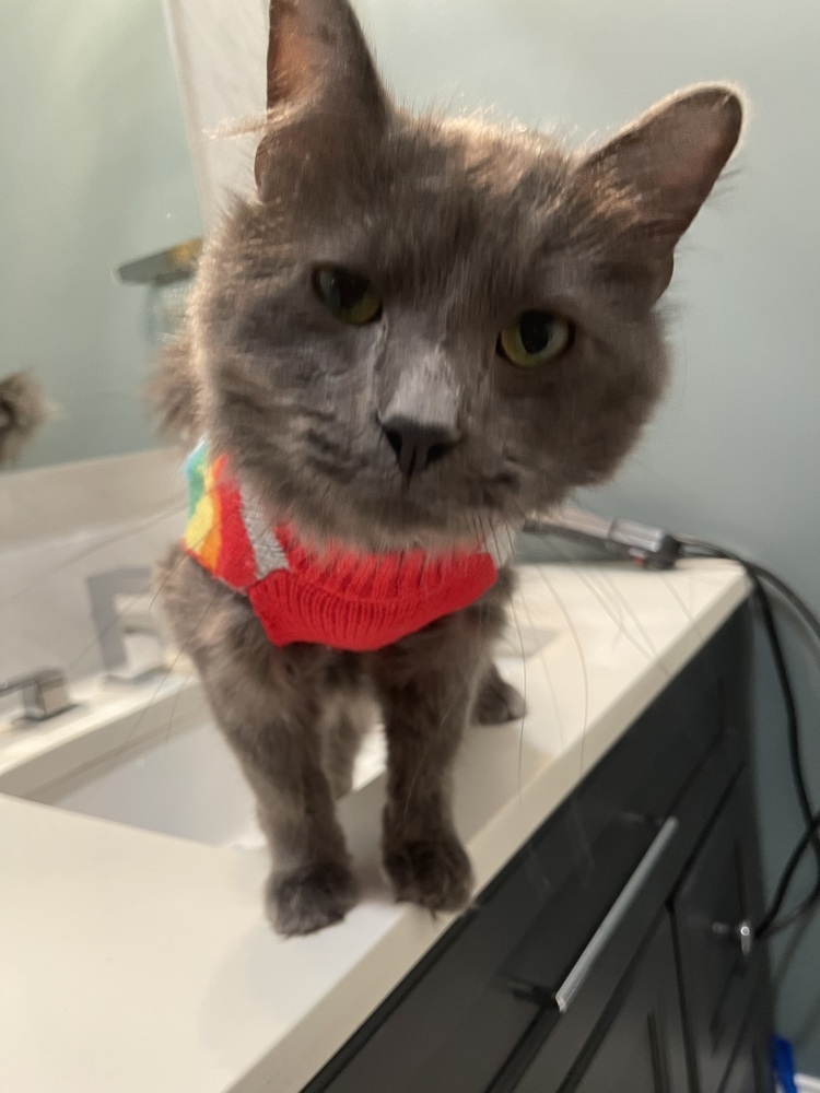 Nimbus, an adoptable Domestic Long Hair, Nebelung in Chicago, IL, 60609 | Photo Image 5