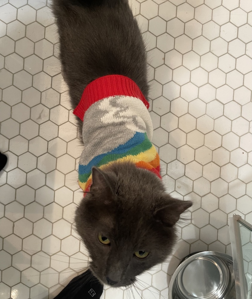 Nimbus, an adoptable Domestic Long Hair, Nebelung in Chicago, IL, 60609 | Photo Image 6
