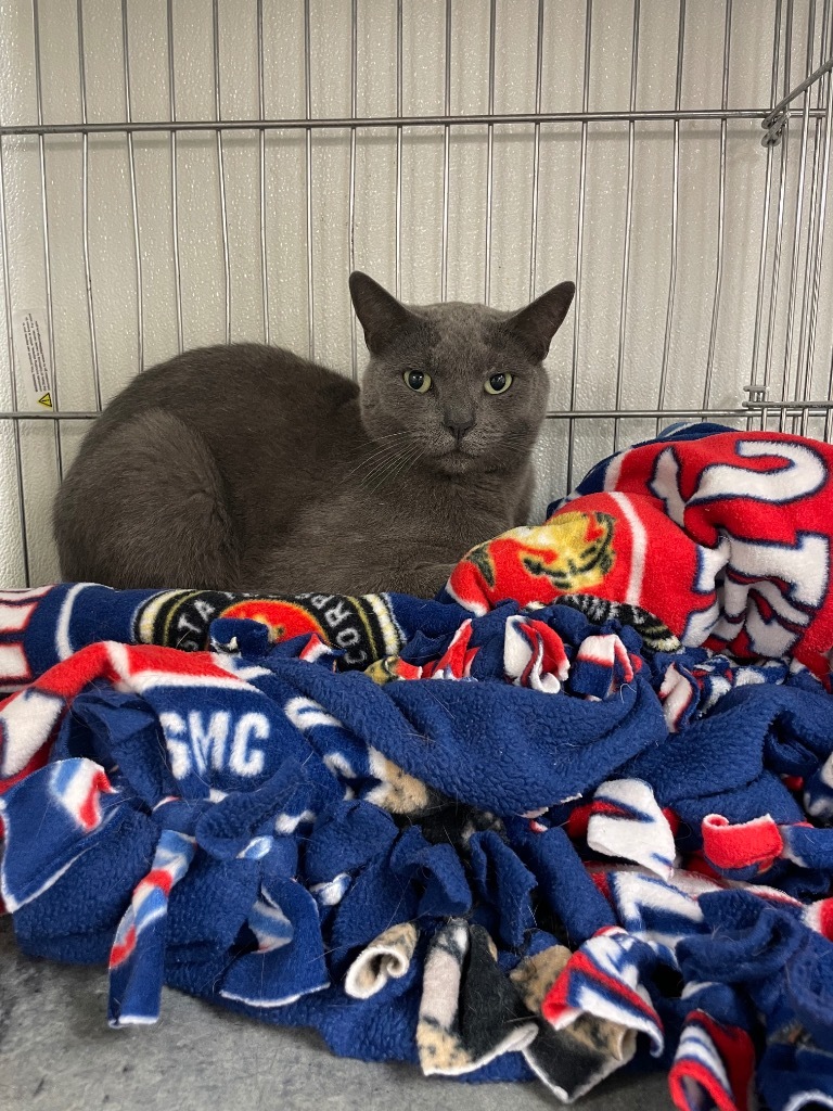 Richard, an adoptable Domestic Short Hair in Rock Springs, WY, 82901 | Photo Image 1