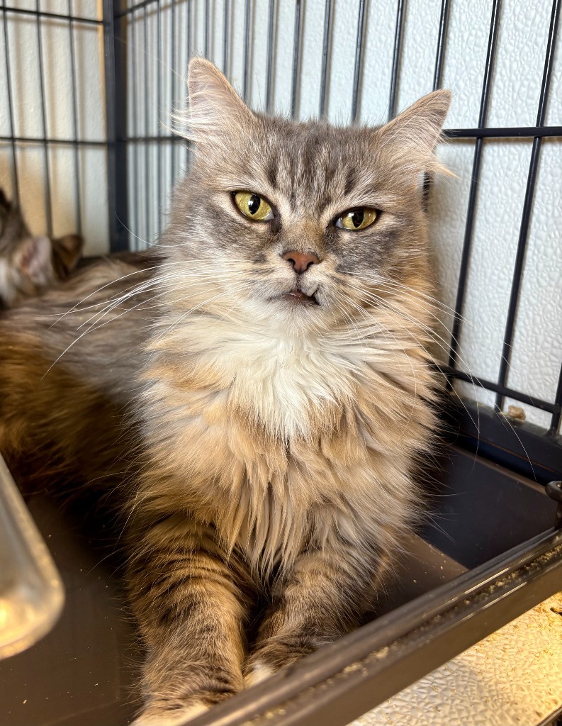 Glinda, an adoptable Domestic Short Hair in Rock Springs, WY, 82901 | Photo Image 1