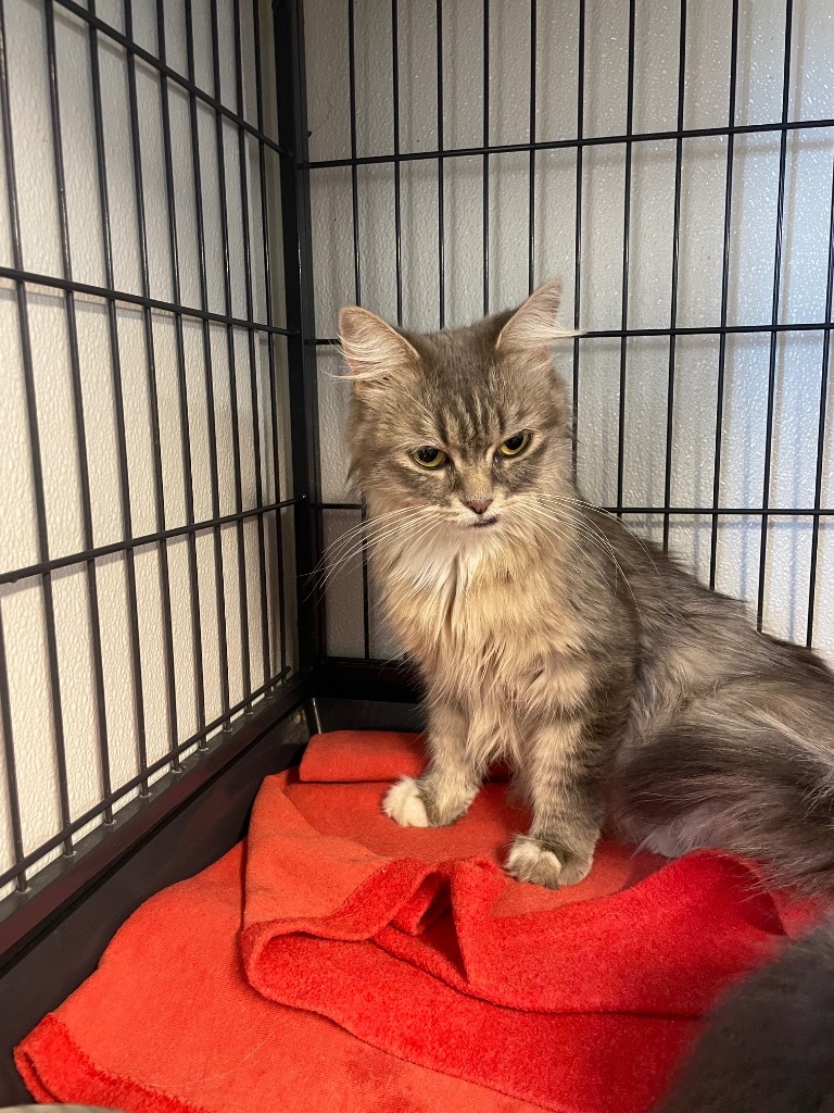 Glinda, an adoptable Domestic Short Hair in Rock Springs, WY, 82901 | Photo Image 2