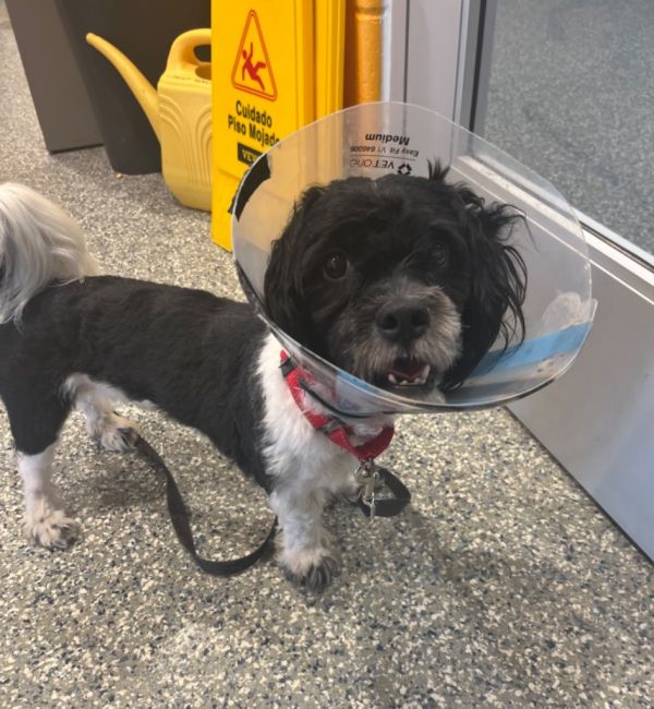 Alfred Hitchcock photo 1