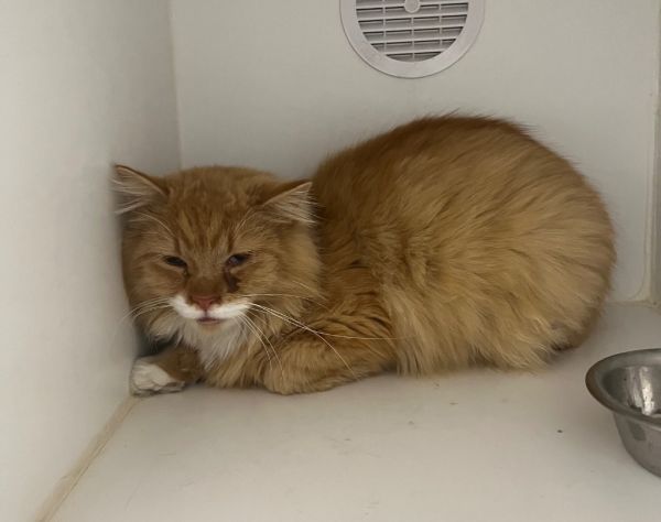 Buttercup thumbnail 3