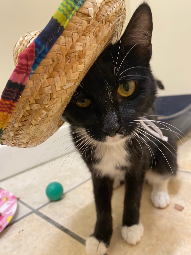 Pinata