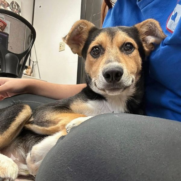 Buzz Lightyear thumbnail 2