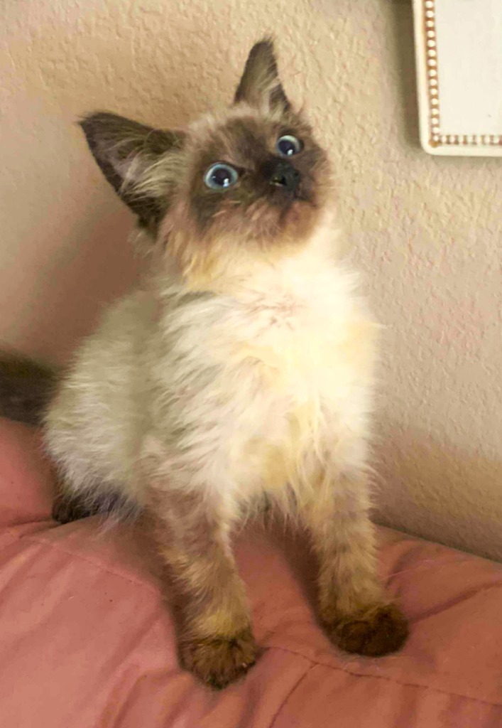 Daisy, an adoptable Siamese, Ragdoll in New Braunfels, TX, 78130 | Photo Image 1