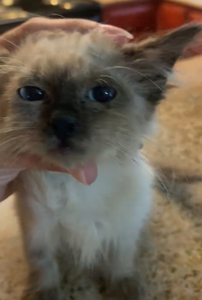 Daisy, an adoptable Siamese, Ragdoll in New Braunfels, TX, 78130 | Photo Image 2