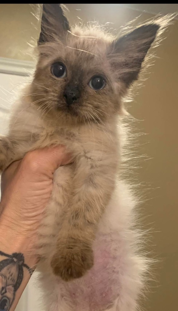 Daisy, an adoptable Siamese, Ragdoll in New Braunfels, TX, 78130 | Photo Image 3