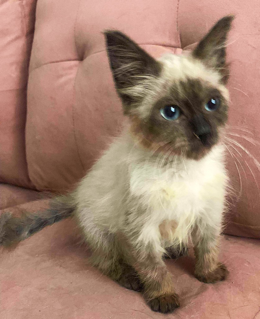 Daisy, an adoptable Siamese, Ragdoll in New Braunfels, TX, 78130 | Photo Image 4