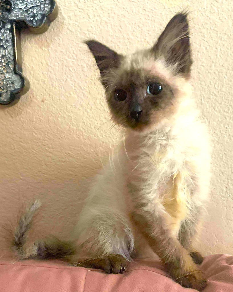 Daisy, an adoptable Siamese, Ragdoll in New Braunfels, TX, 78130 | Photo Image 5