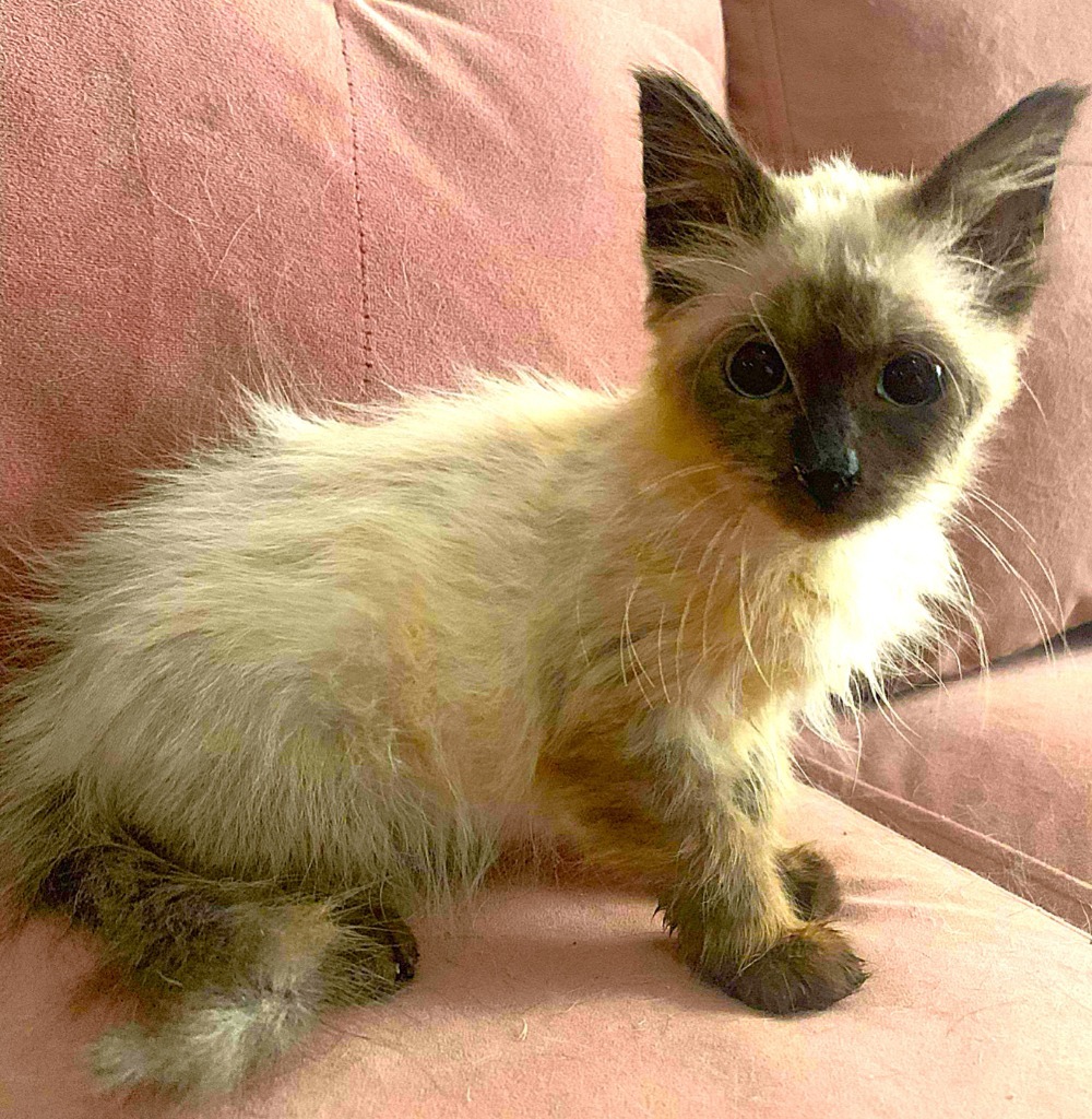 Daisy, an adoptable Siamese, Ragdoll in New Braunfels, TX, 78130 | Photo Image 6