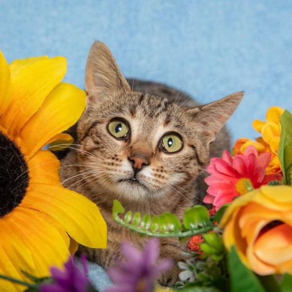 Hilary Swanson thumbnail 2