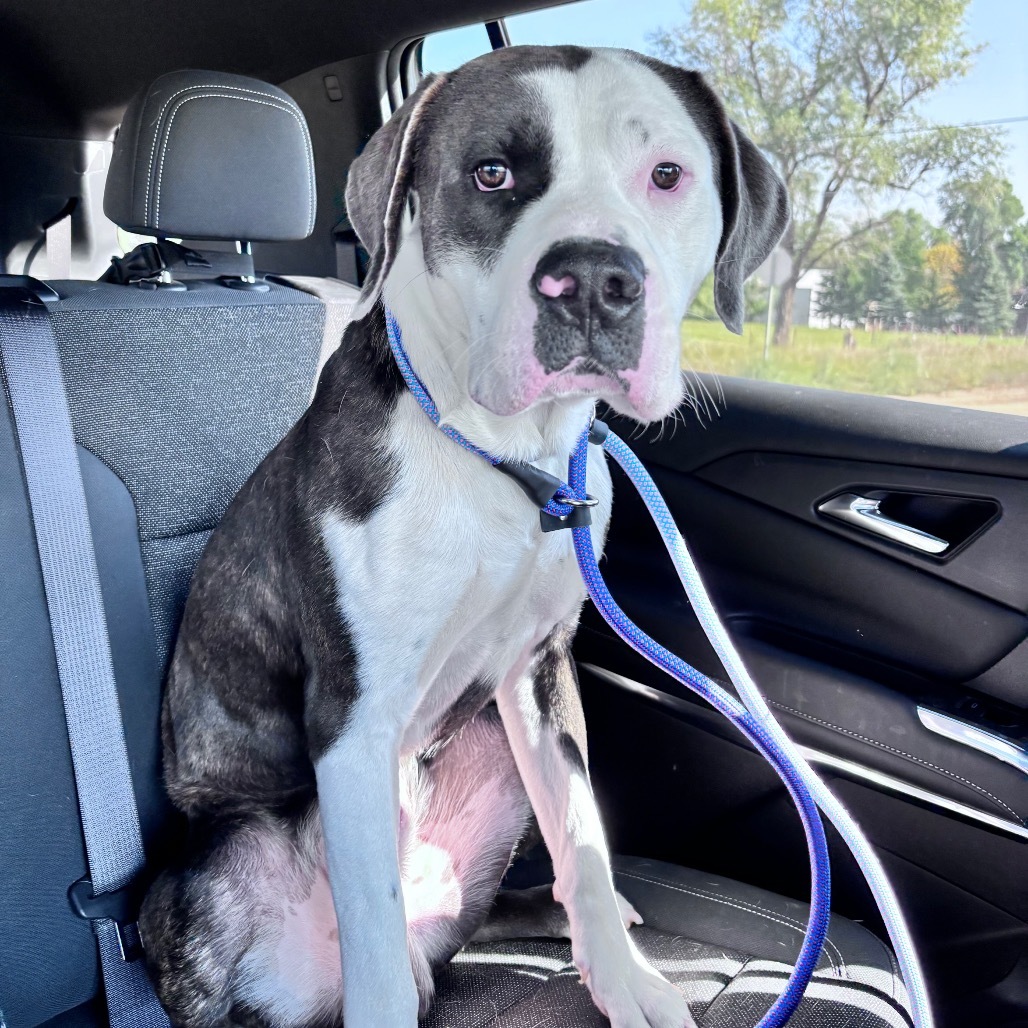 Runner, an adoptable Mixed Breed in Bismarck, ND, 58507 | Photo Image 1
