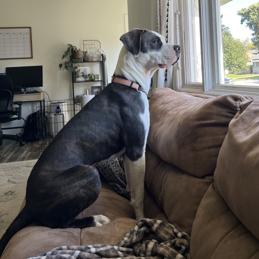 Runner, an adoptable Mixed Breed in Bismarck, ND, 58507 | Photo Image 3