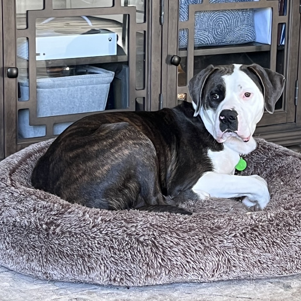 Runner, an adoptable Mixed Breed in Bismarck, ND, 58507 | Photo Image 4