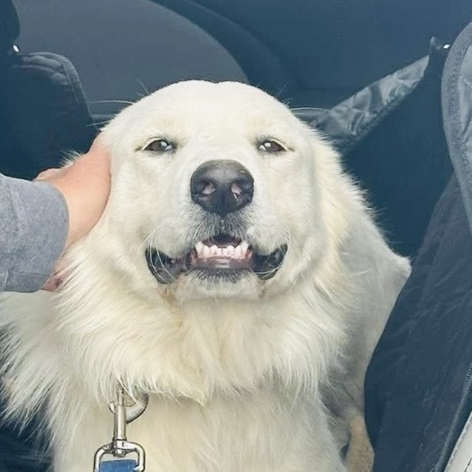 Suzie