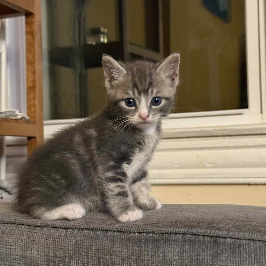 Darby (paired with Tom)