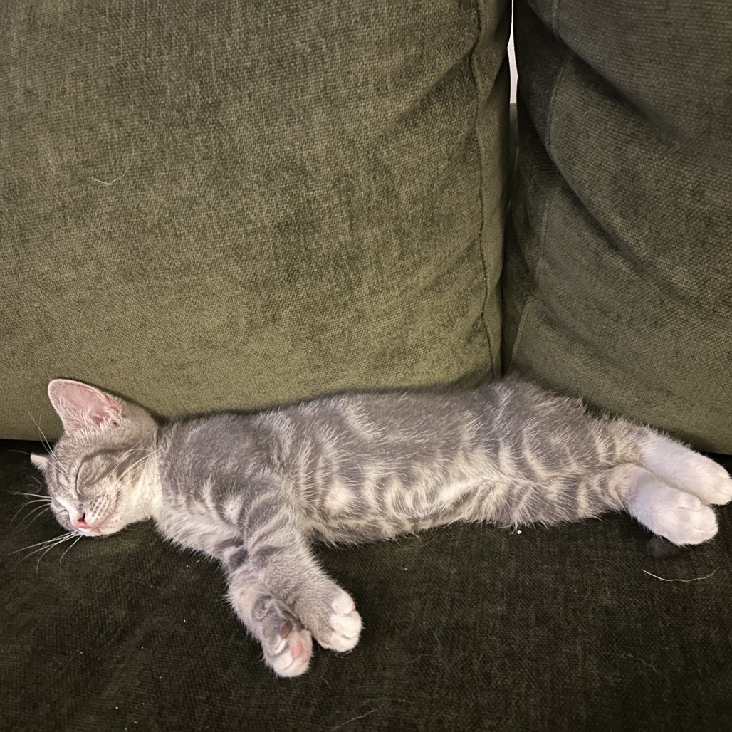 Darby (paired with Tom)