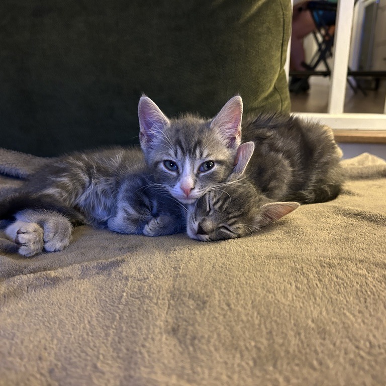 Darby (paired with Tom)