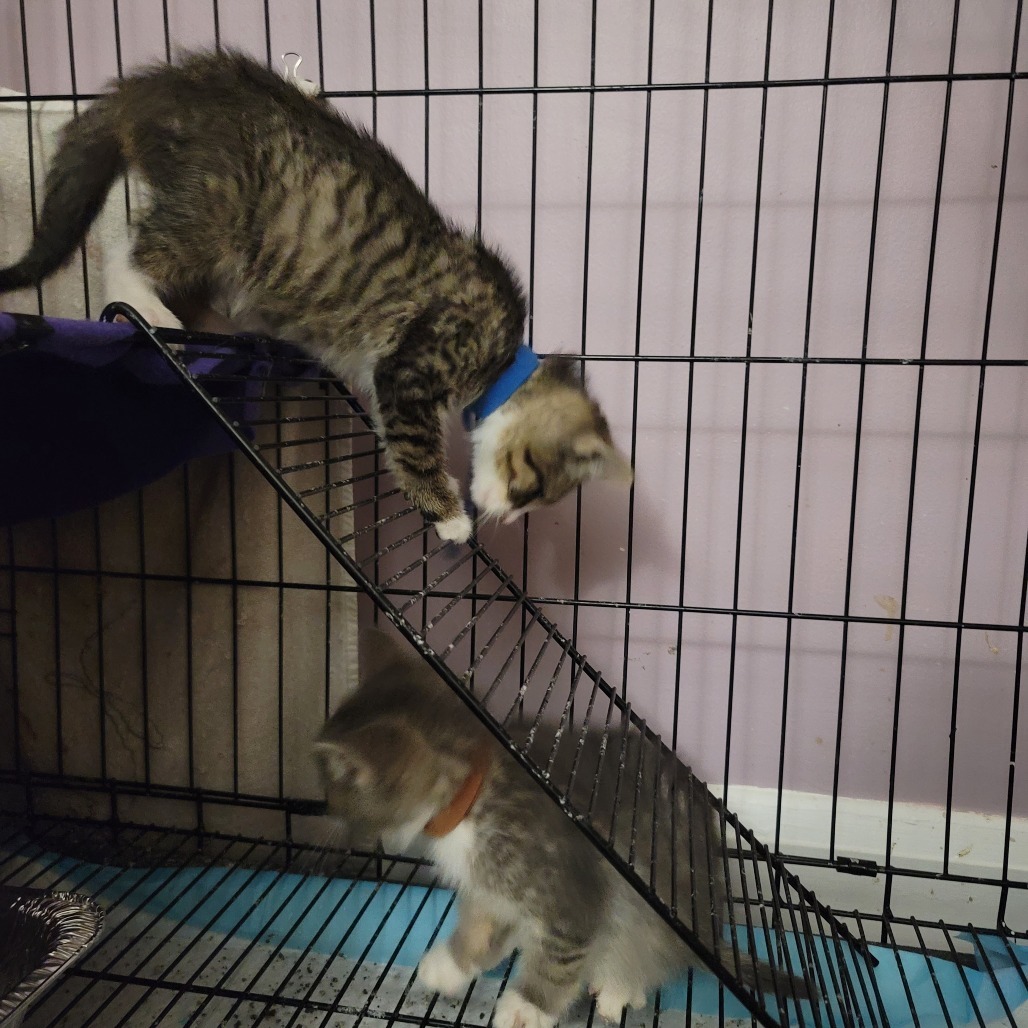 Honeysuckle (paired with Lavender)