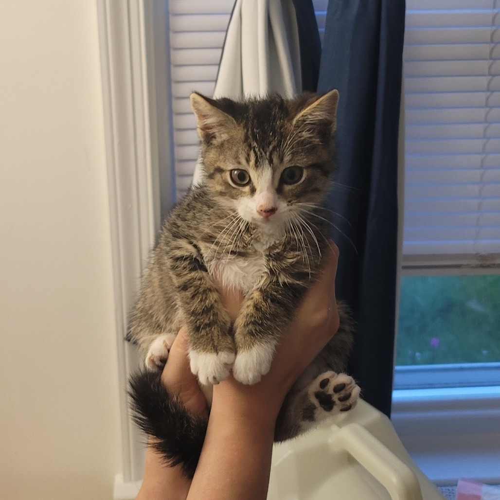 Honeysuckle (paired with Lavender)