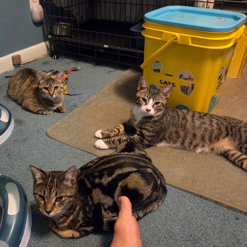 Honeysuckle (paired with Lavender)