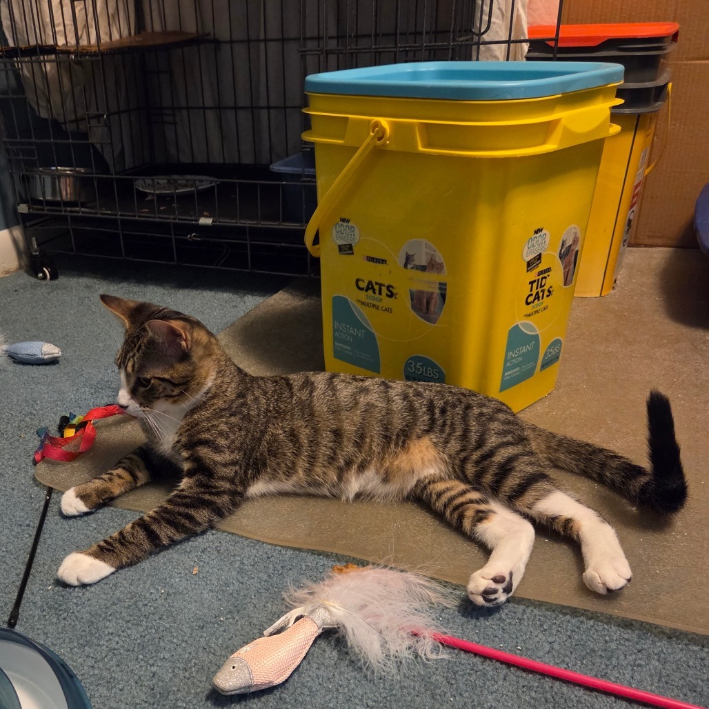 Honeysuckle (paired with Lavender)