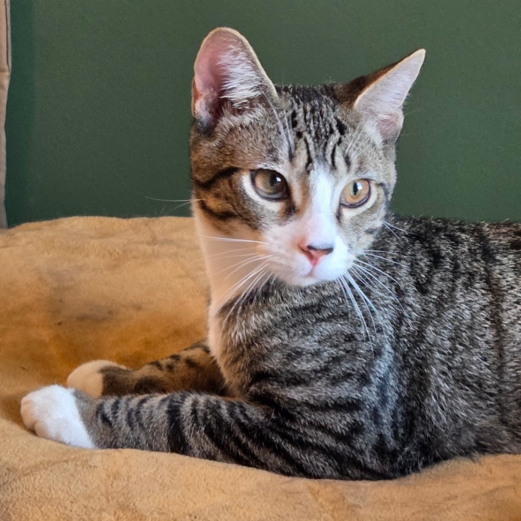 Honeysuckle (paired with Lavender)