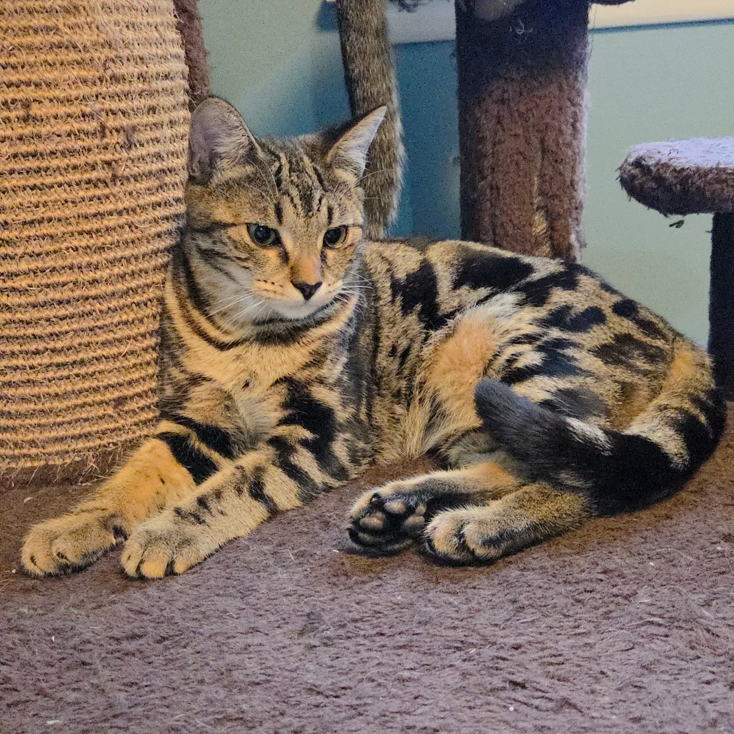 Lavender (paired w/Honeysuckle)