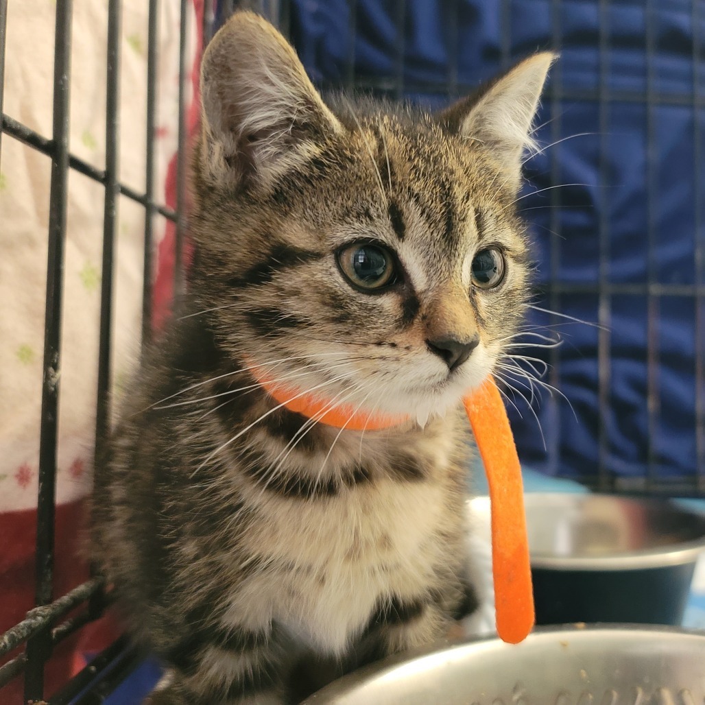 Lavender (paired w/Honeysuckle)