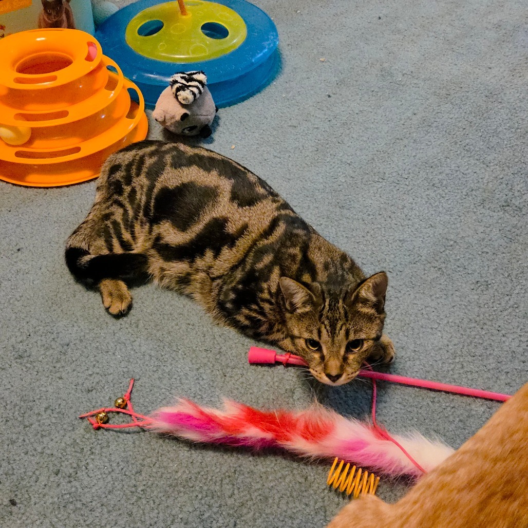 Lavender (paired w/Honeysuckle)