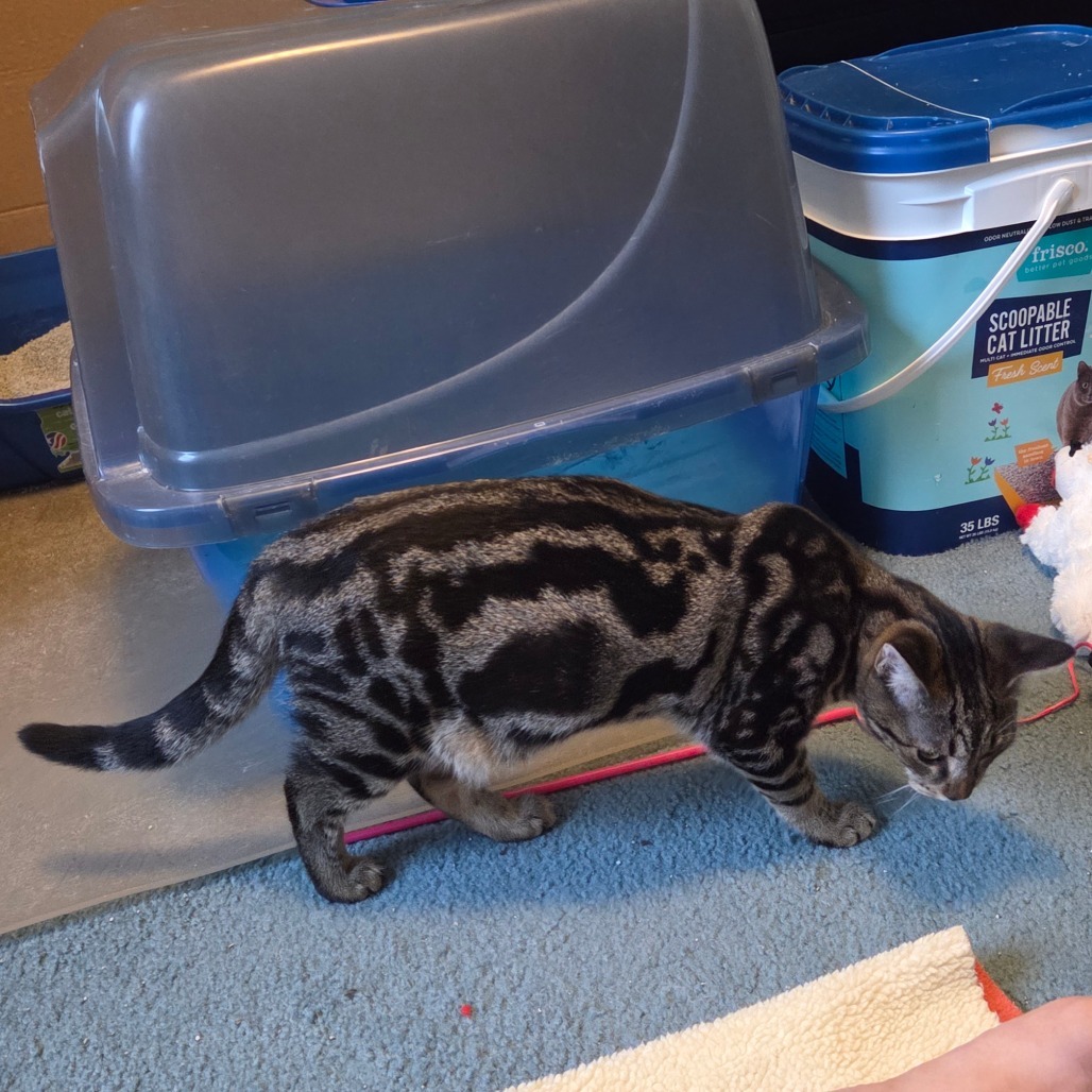 Lavender (paired w/Honeysuckle)