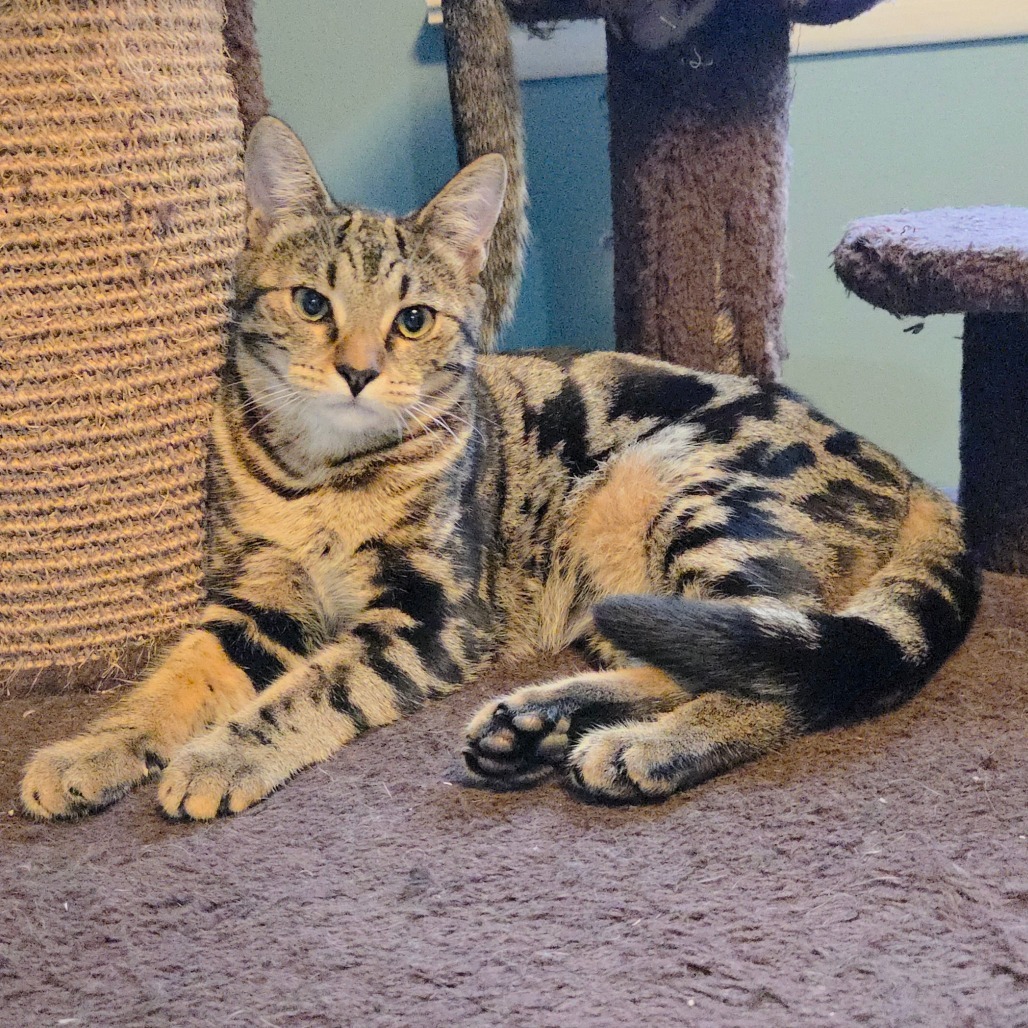 Lavender (paired w/Honeysuckle)