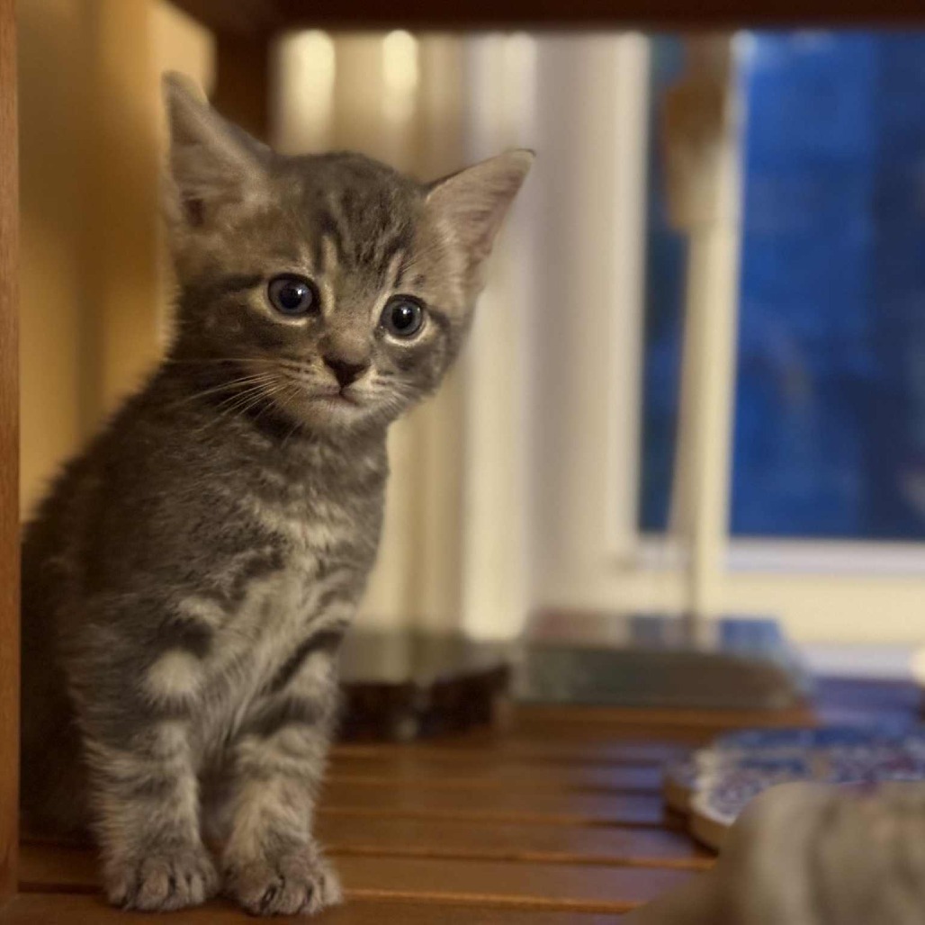 Tom (paired with Darby)