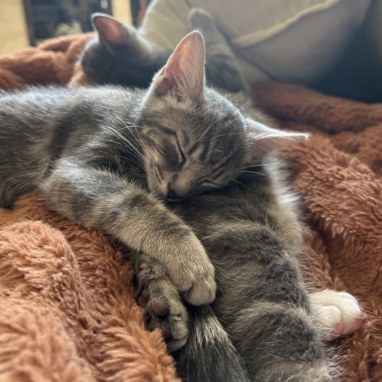 Tom (paired with Darby)