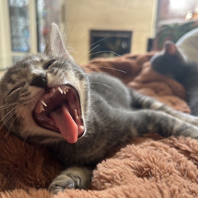 Tom (paired with Darby)