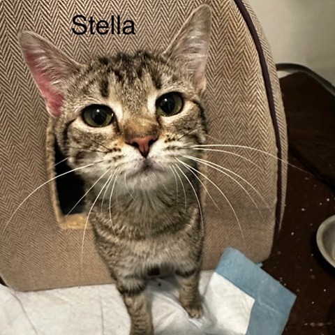 Stella, an adoptable Domestic Short Hair in Cody, WY, 82414 | Photo Image 1