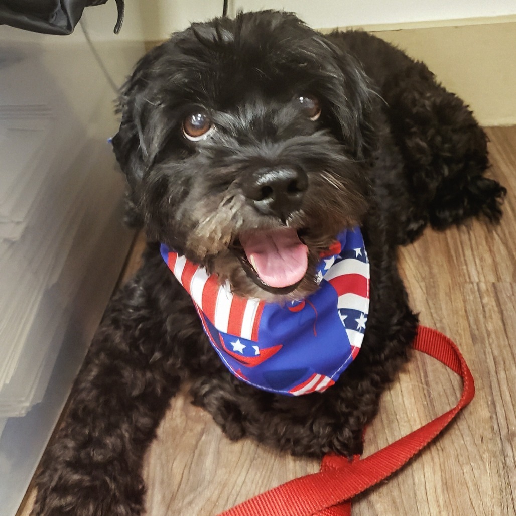 Ruby 0689, an adoptable Cockapoo in LOXAHATCHEE, FL, 33470 | Photo Image 1