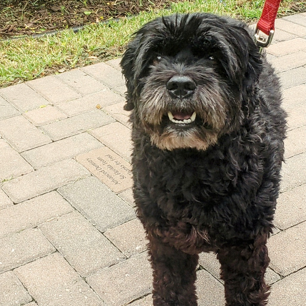 Ruby 0689, an adoptable Cockapoo in LOXAHATCHEE, FL, 33470 | Photo Image 2