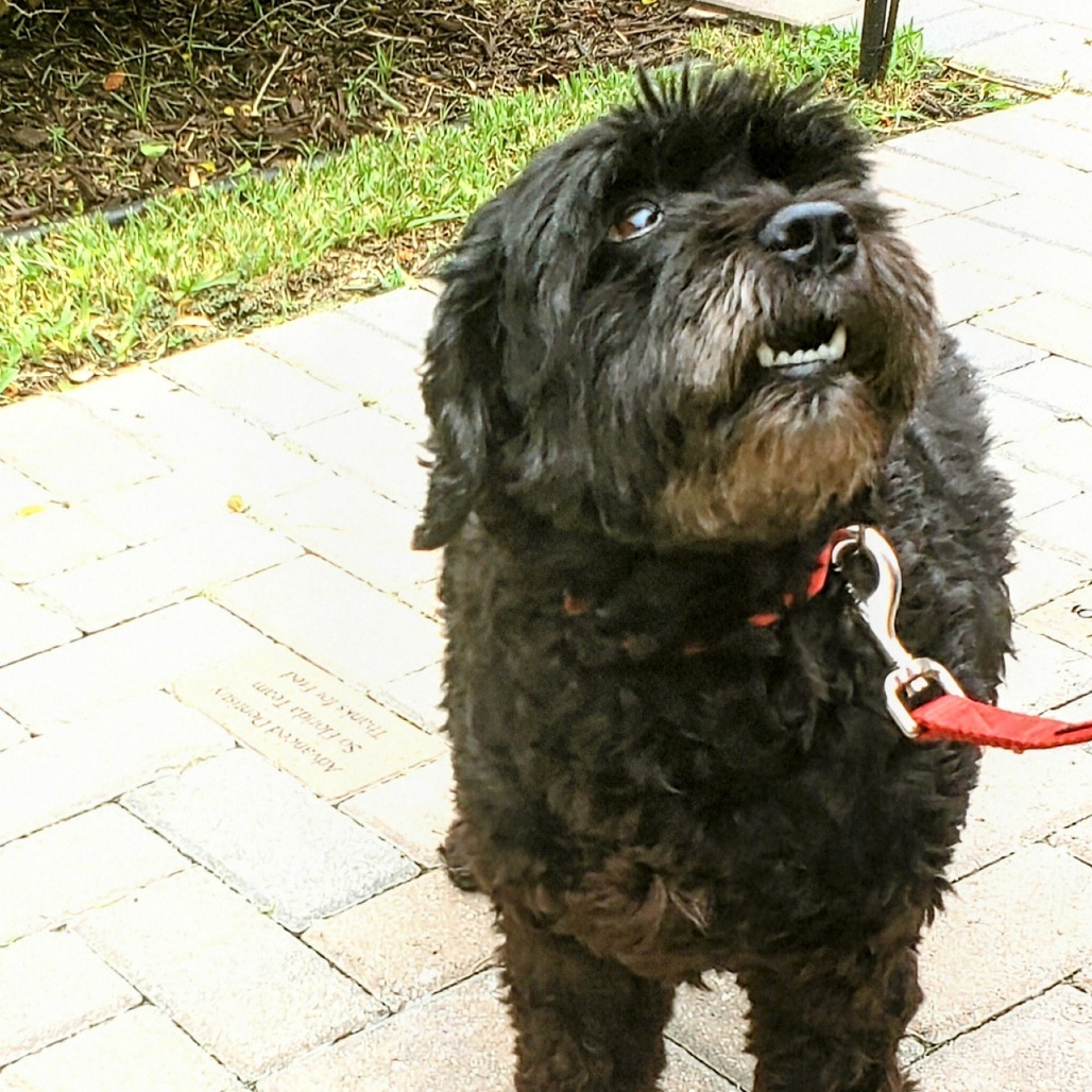Ruby 0689, an adoptable Cockapoo in LOXAHATCHEE, FL, 33470 | Photo Image 3