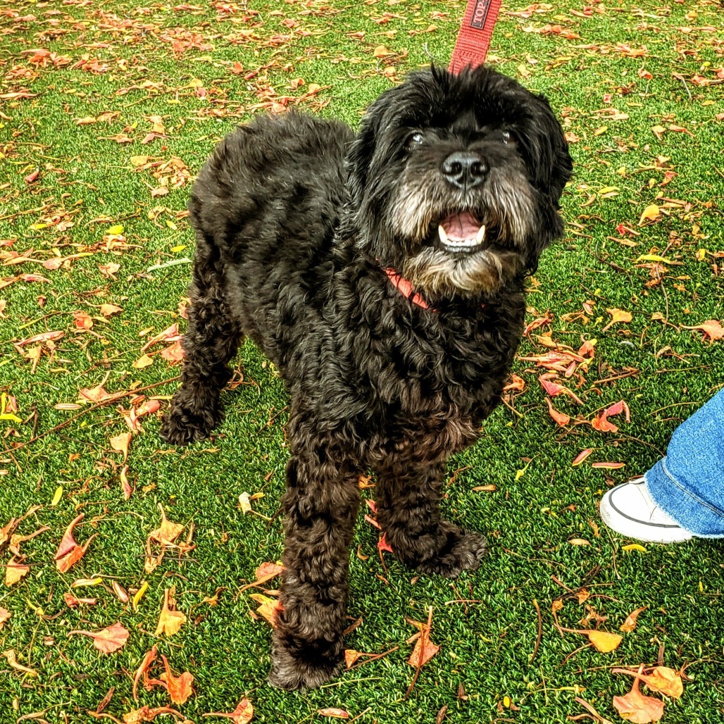Ruby 0689, an adoptable Cockapoo in LOXAHATCHEE, FL, 33470 | Photo Image 4
