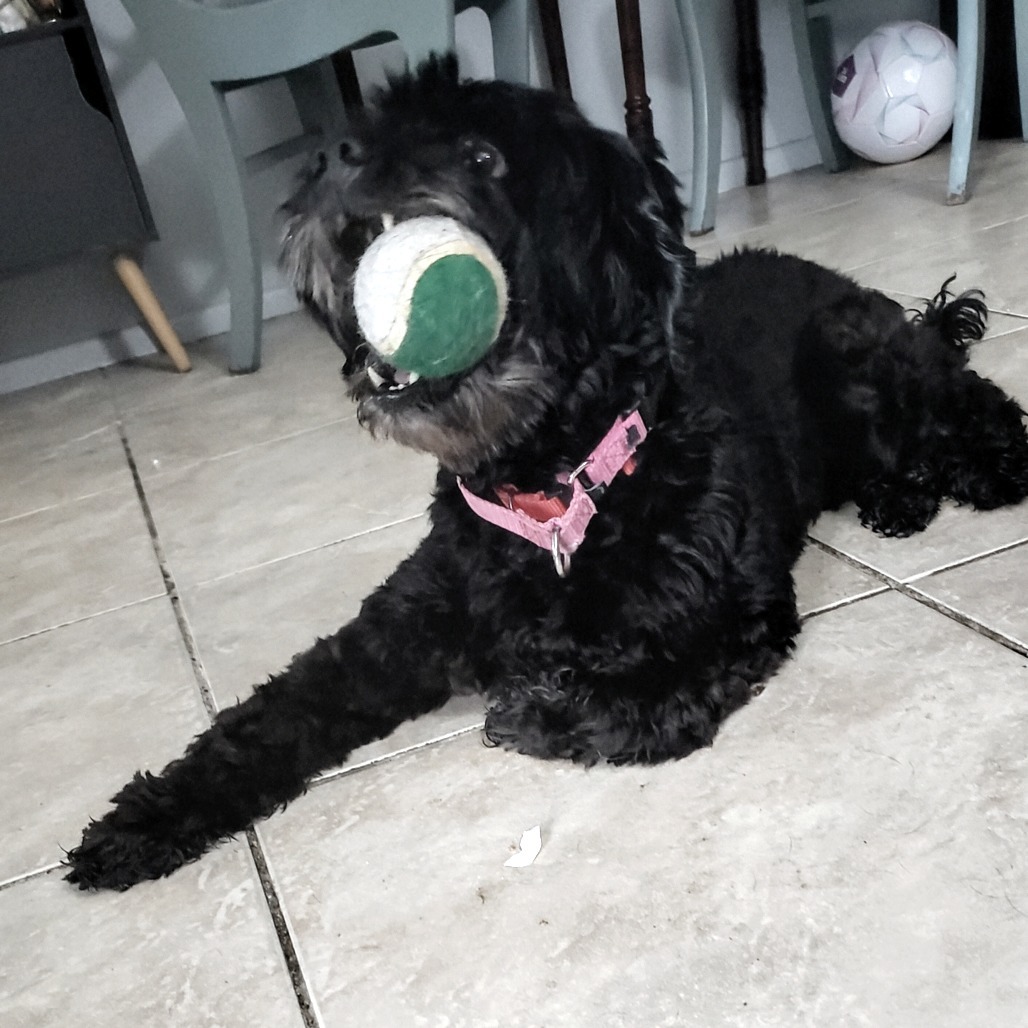 Ruby 0689, an adoptable Cockapoo in LOXAHATCHEE, FL, 33470 | Photo Image 5